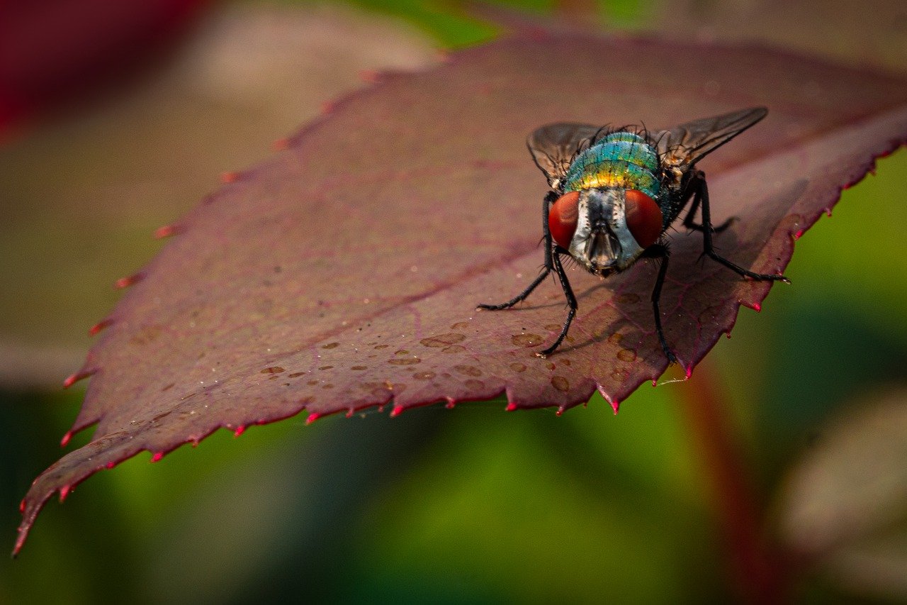 A fly sitting on a brown leaf.